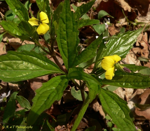 {Viola tripartita}